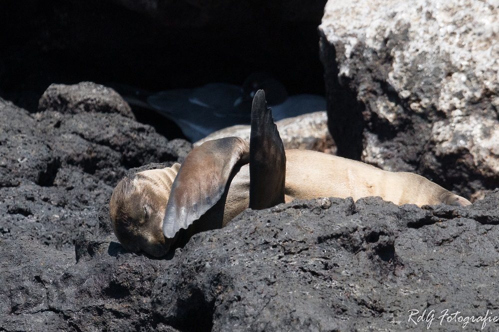 zeeleeuw galapagos 2