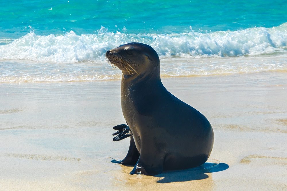 zeeleeuw galapagos