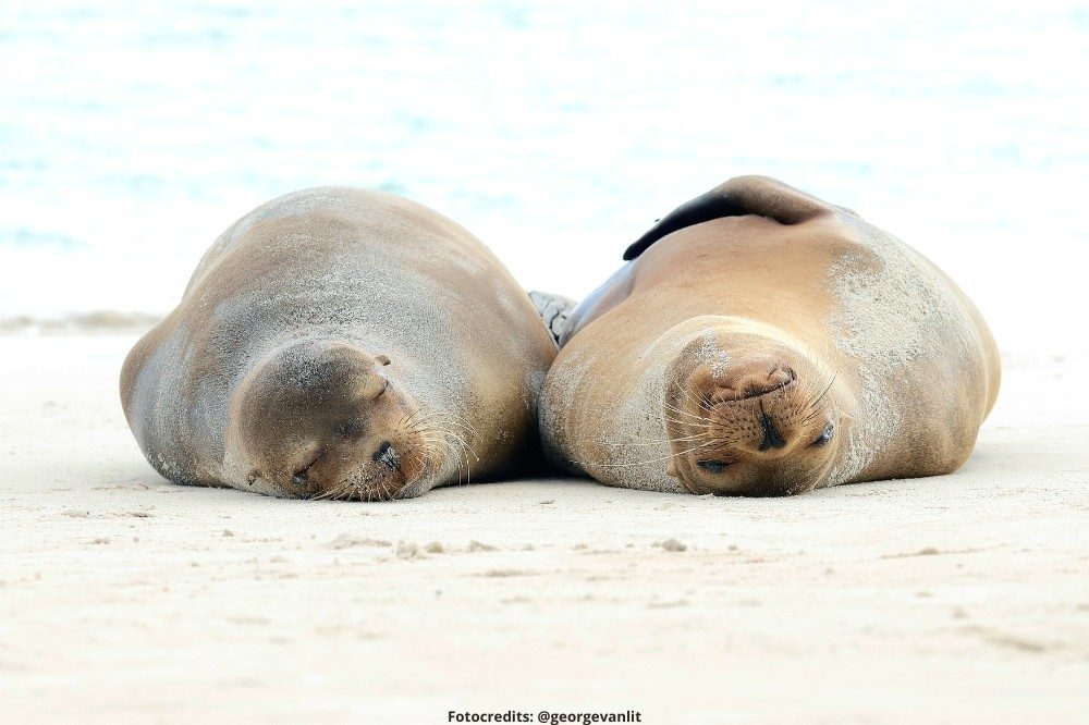 zeeleeuwen galapagos eilanden