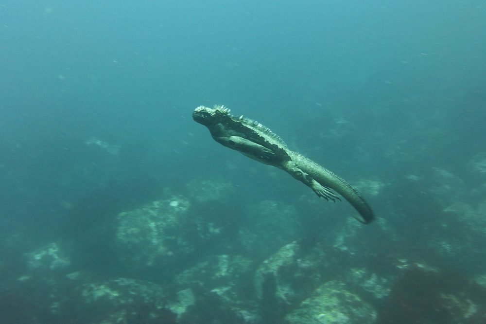 zeeleguaan duikreis galapagos eilanden 1