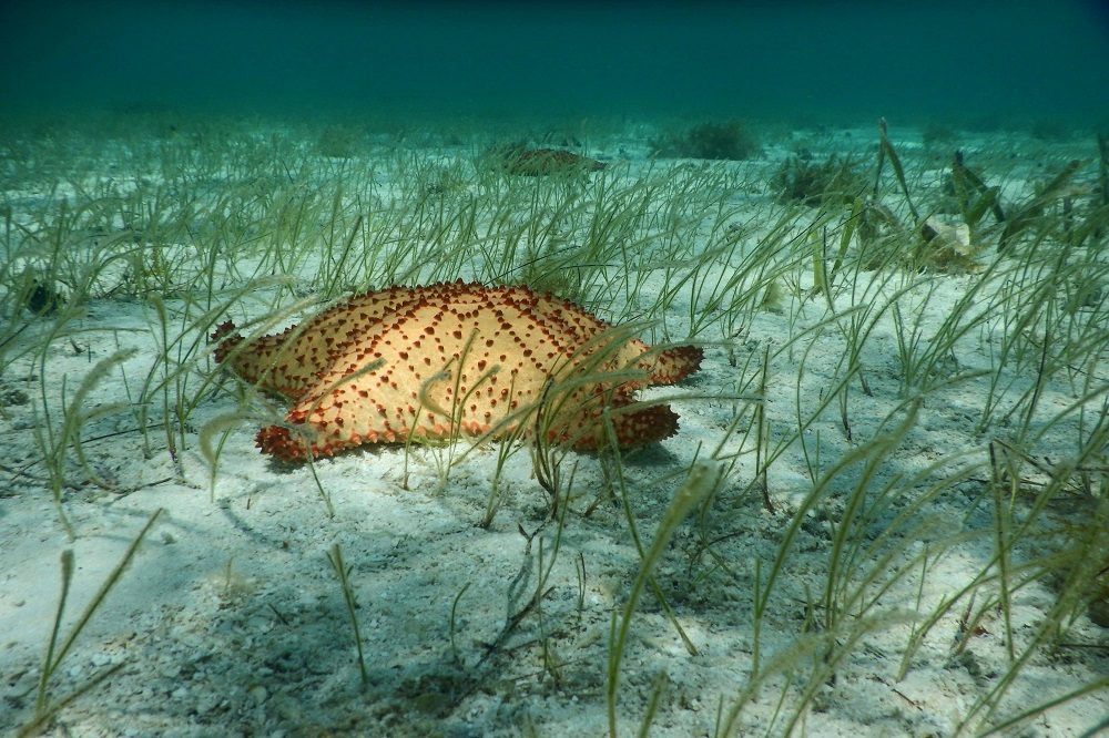 zeester belize