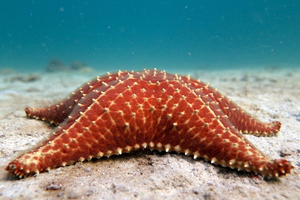 zeesterk bocas del toro