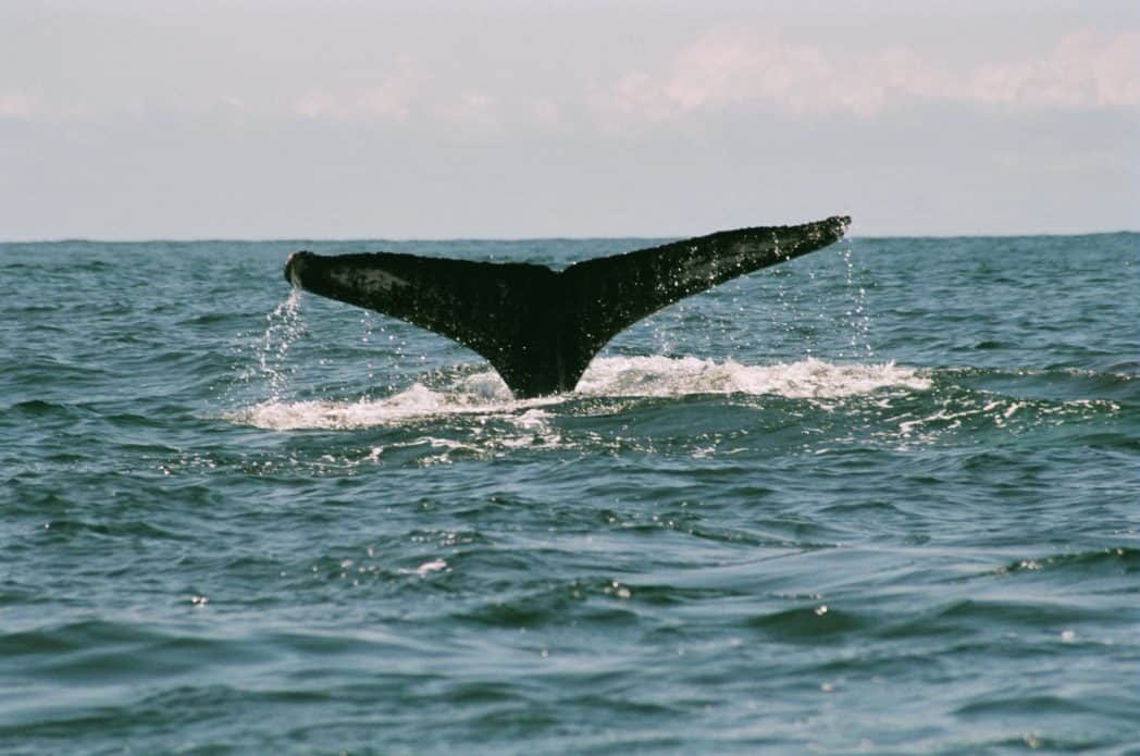 walvis 7 credit to george