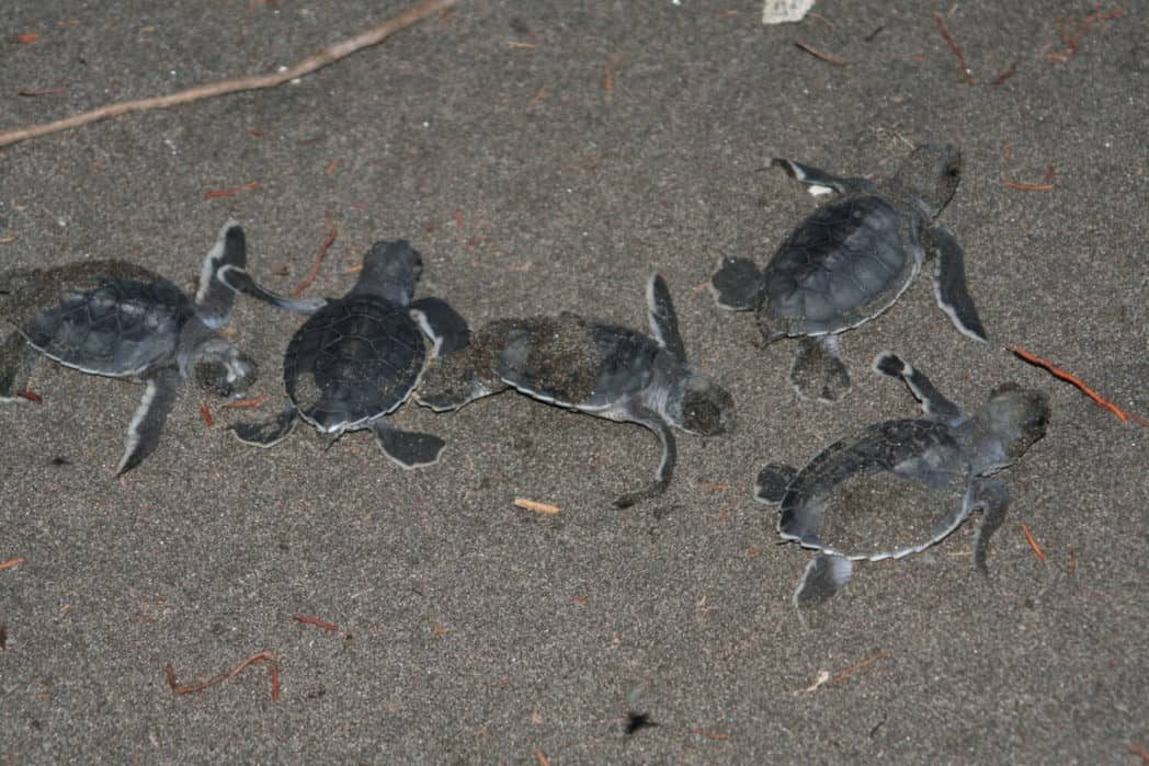 costa rica schildpadden