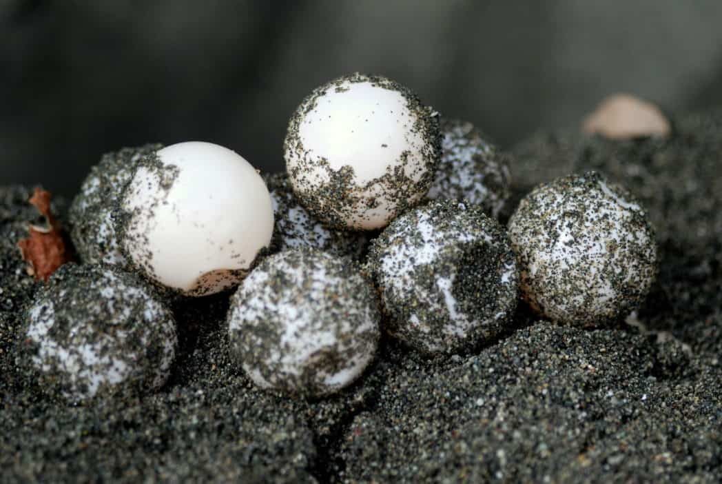 eieren schildpadden costa rica eieren schildpadden costa rica