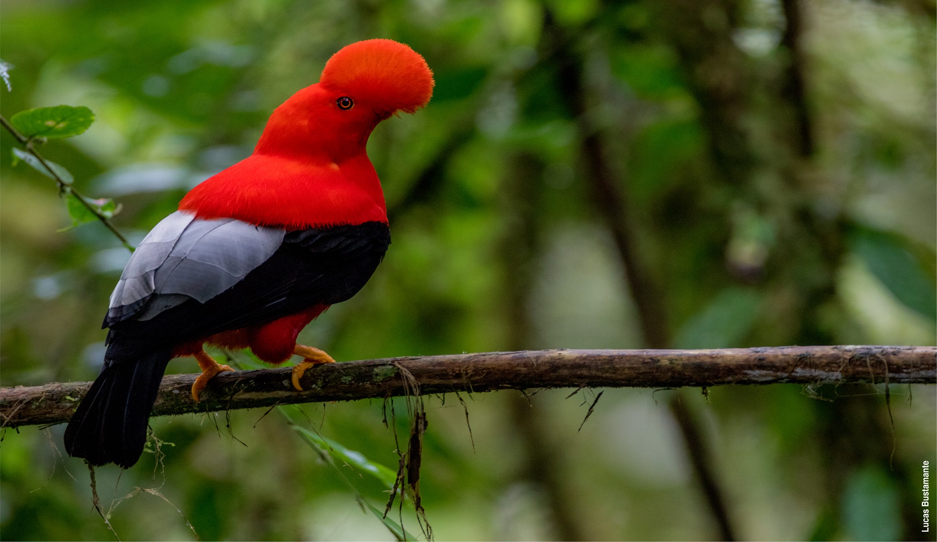 cock of the rock ecuador