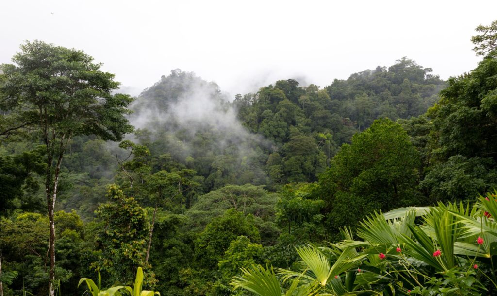 costa rica ongerept regenwoud