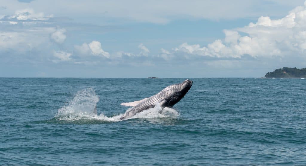 costa rica september reis walvis