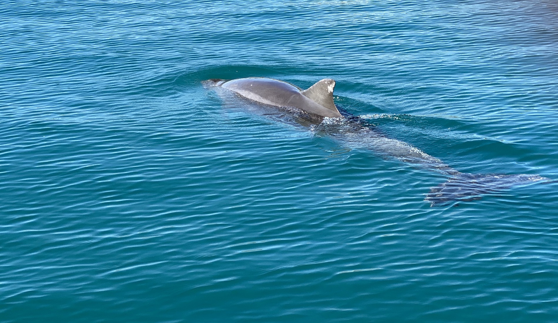 dolfijn golfo dulce