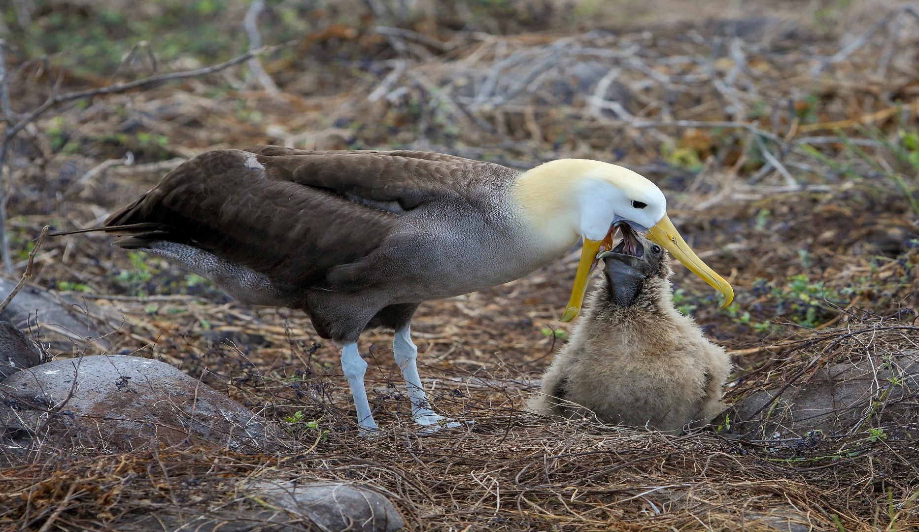 eilandhoppen galapagos eilanden albatros