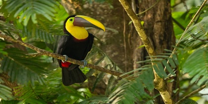 fotografiereis Costa Rica fotografiereis Costa Rica