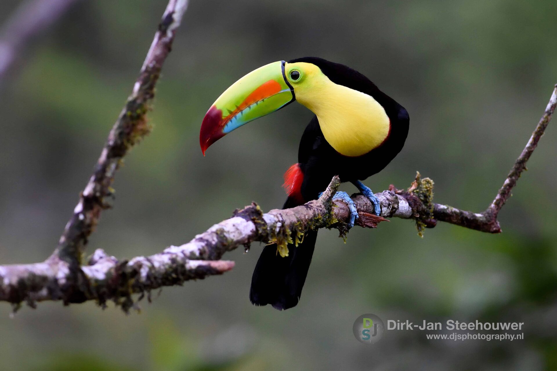 fotografiereis costa rica toekan