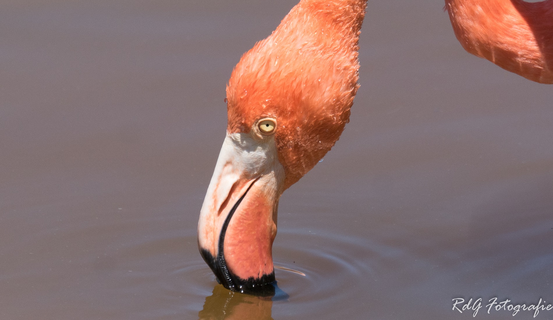 fotoreis ecuador flamingo