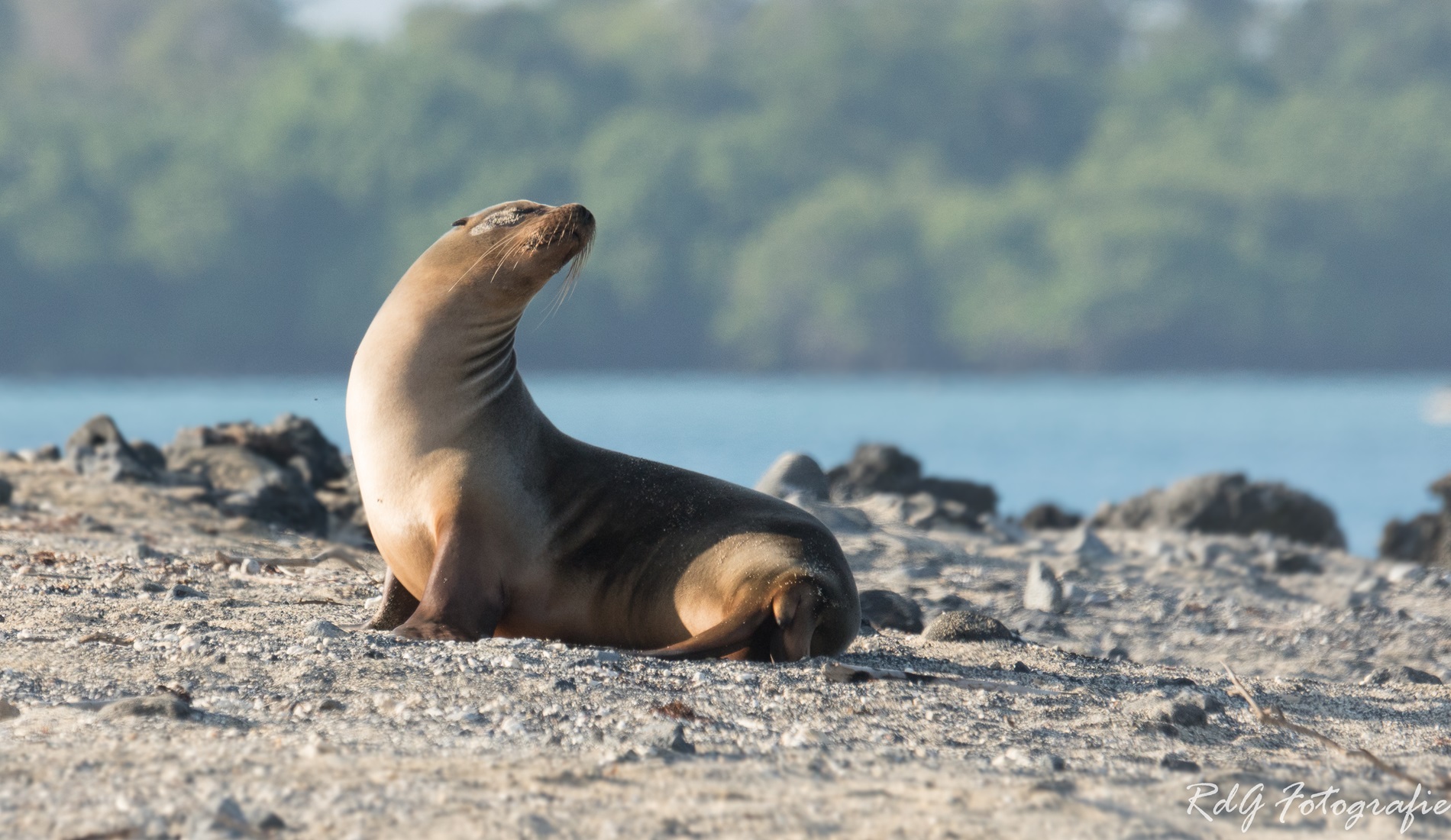 fotoreis ecuador galapagos zeeleeuw