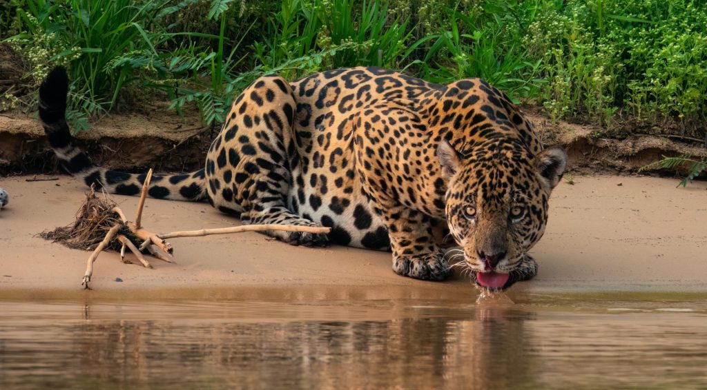 fotoreis pantanal
