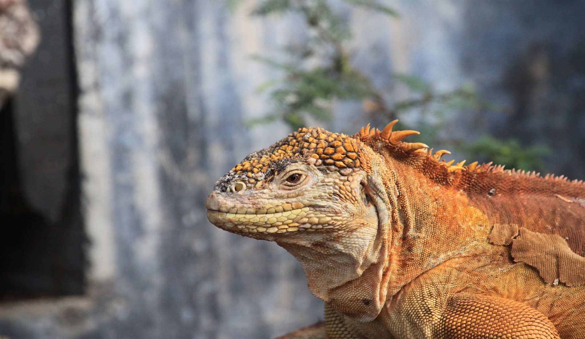 galapagos eilanden leguaan