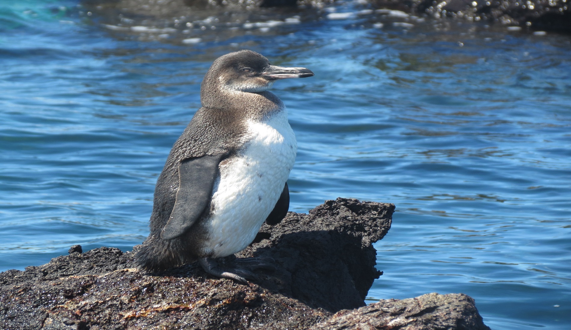 galapagos pinguin