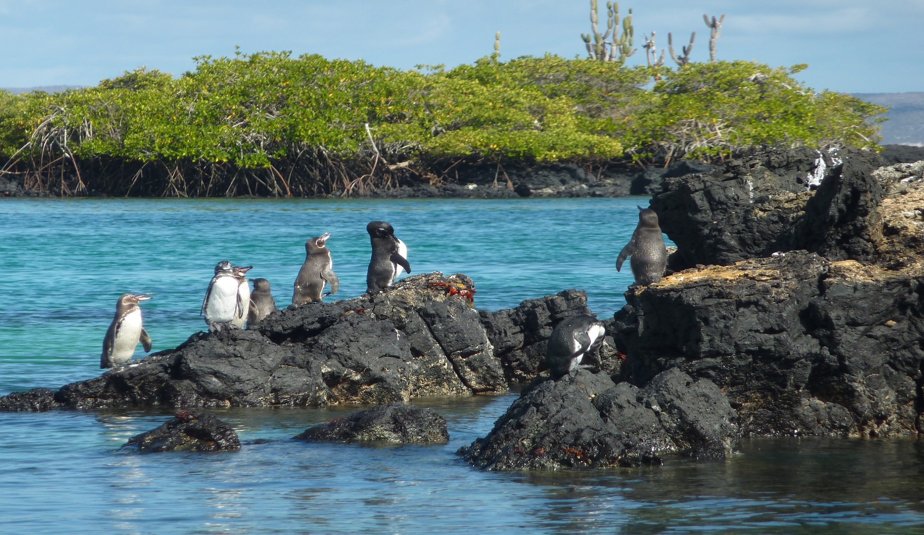 galapagos pinguins