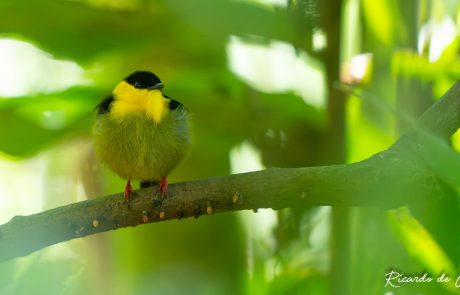 golden colored manakin ricardo de groot