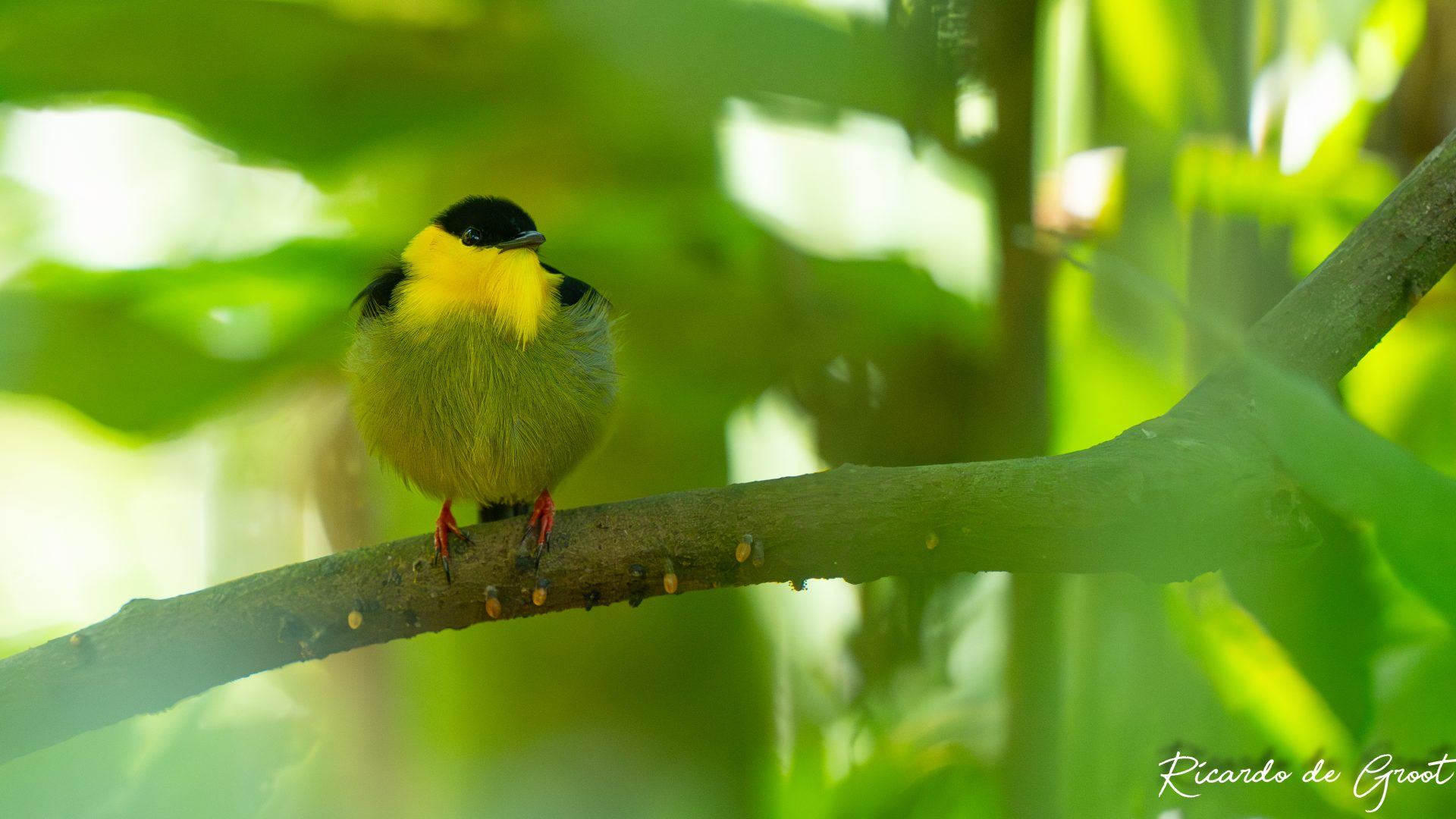 golden colored manakin ricardo de groot