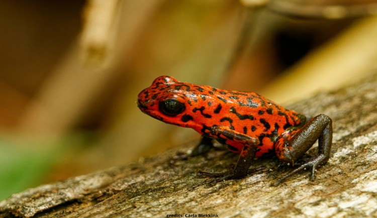 groepsreis costa rica pijlgifkikker 2