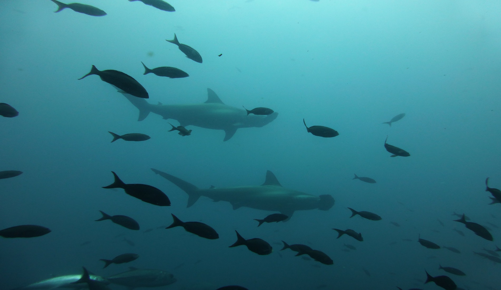 hamerhaaien duikcruise galapagos eilanden