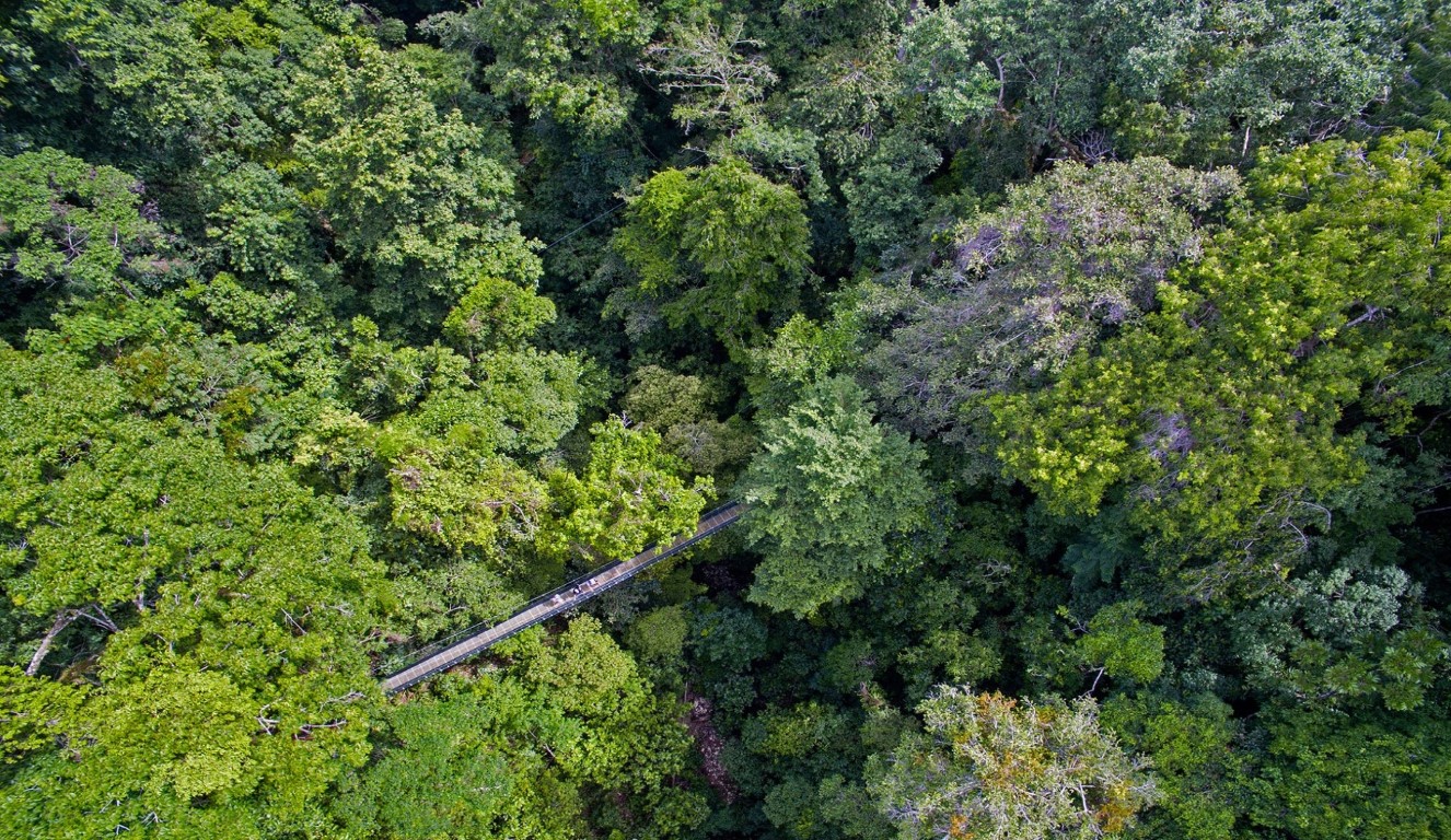 hangbrug costa rica cabo matapalo