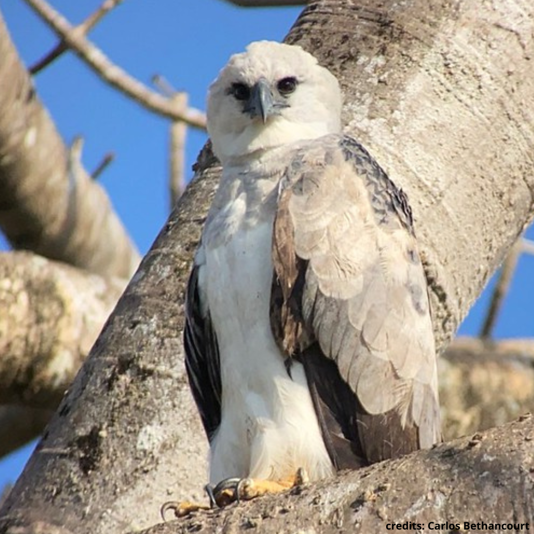 harpy eagle vogelreispanama