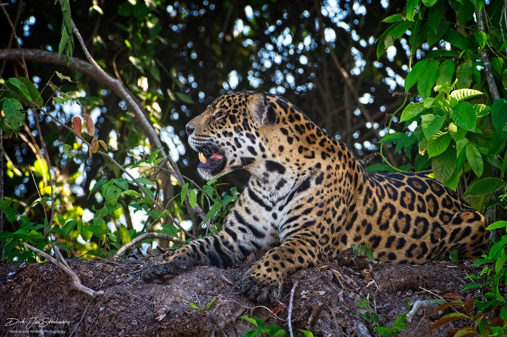 jaguar fotoreis pantanal