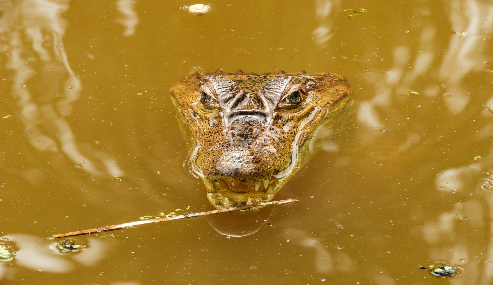 kaaiman amazone (fotocredits ProColombia)