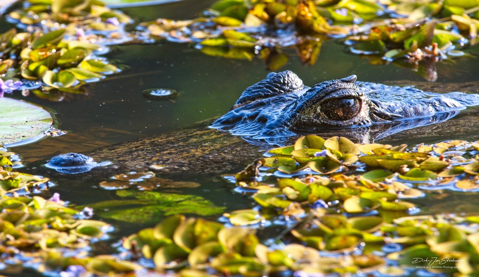 kaaiman fotoreis pantanal