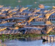 Kaaimannen Pantanal