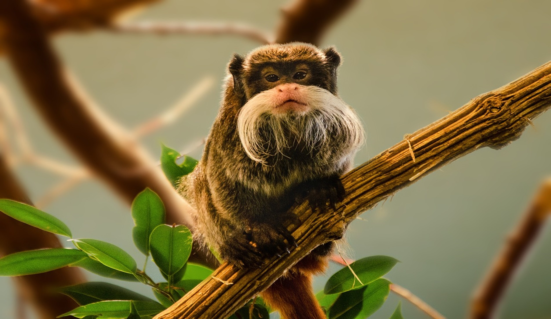 keizer tamarin