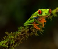 Red Eyed Tree Frog