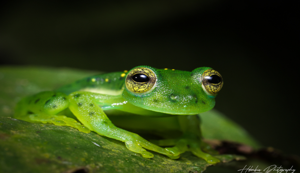 kikker colombia