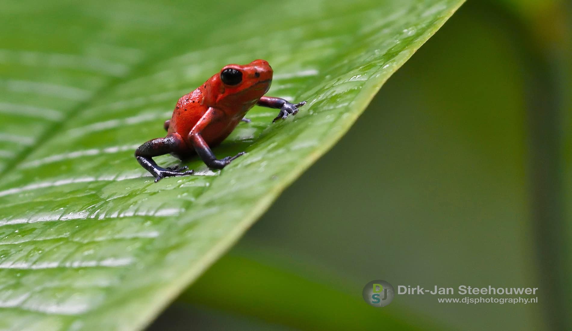 Kikker fotoreis Costa Rica