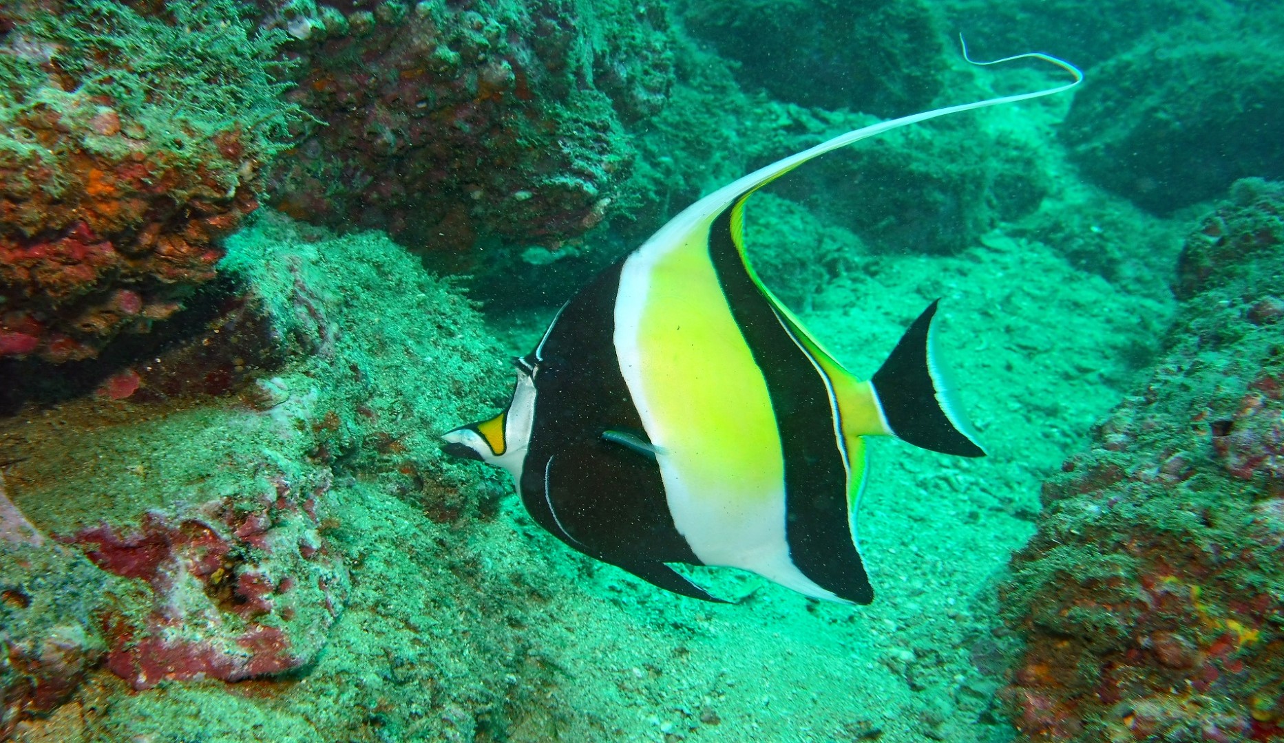 kleurrijke vis duiken costa rica