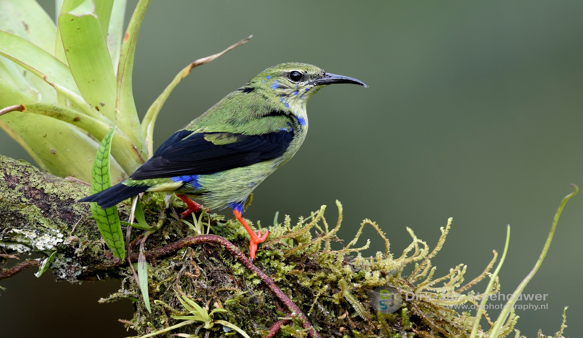 kleurrijke vogel costa rica