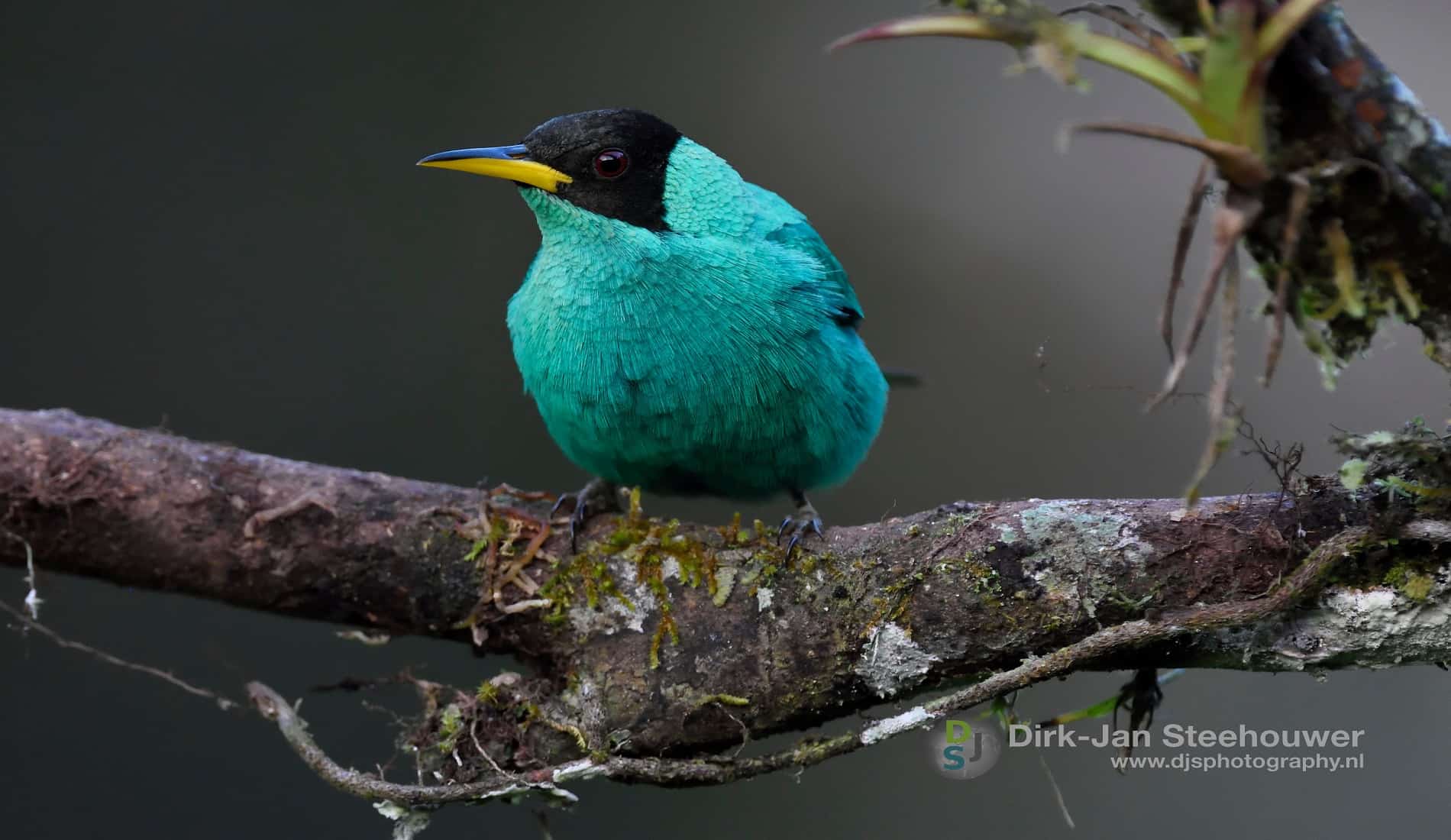 Vogel fotoreis costa rica