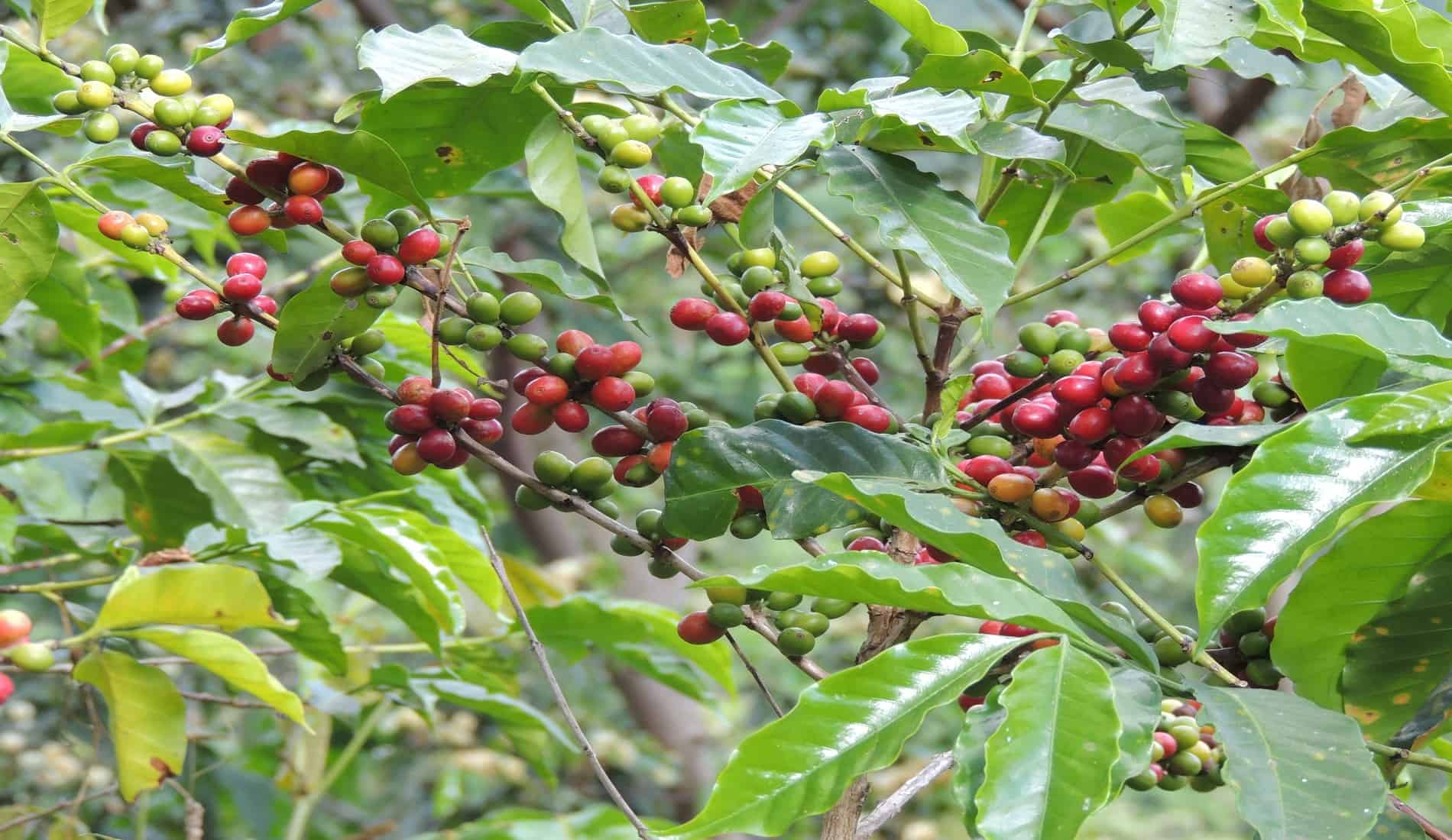 koffiebonen el salvador