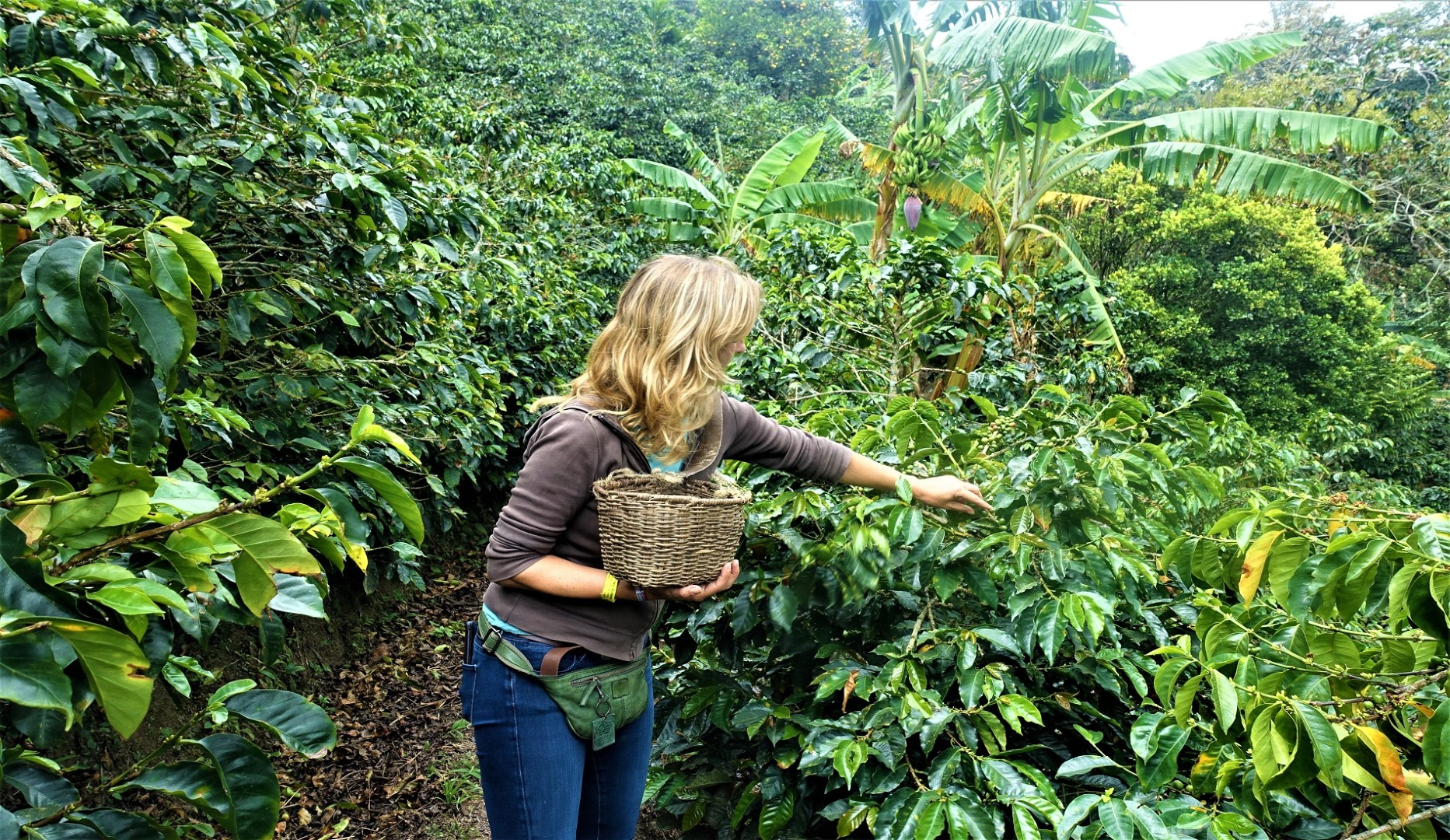 koffieregio colombia hoogtepunten