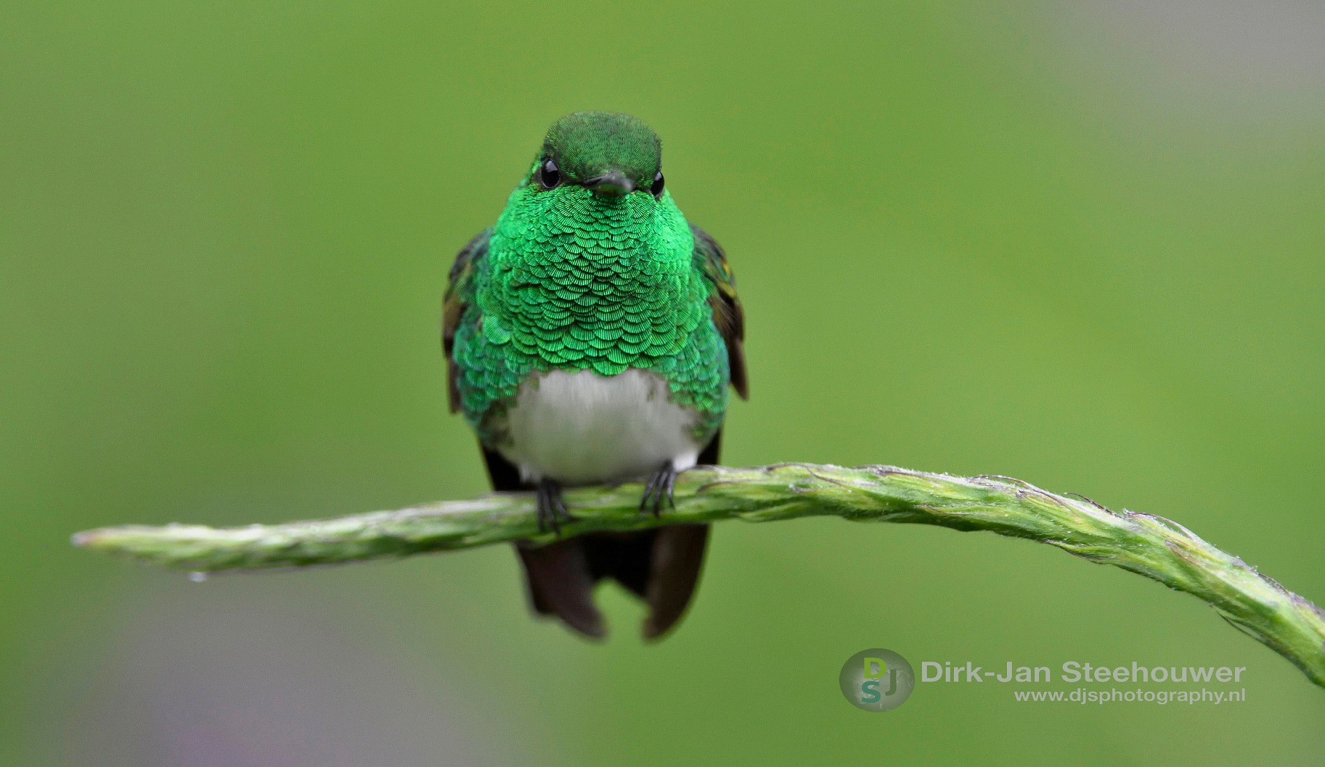 kolibrie costa rica