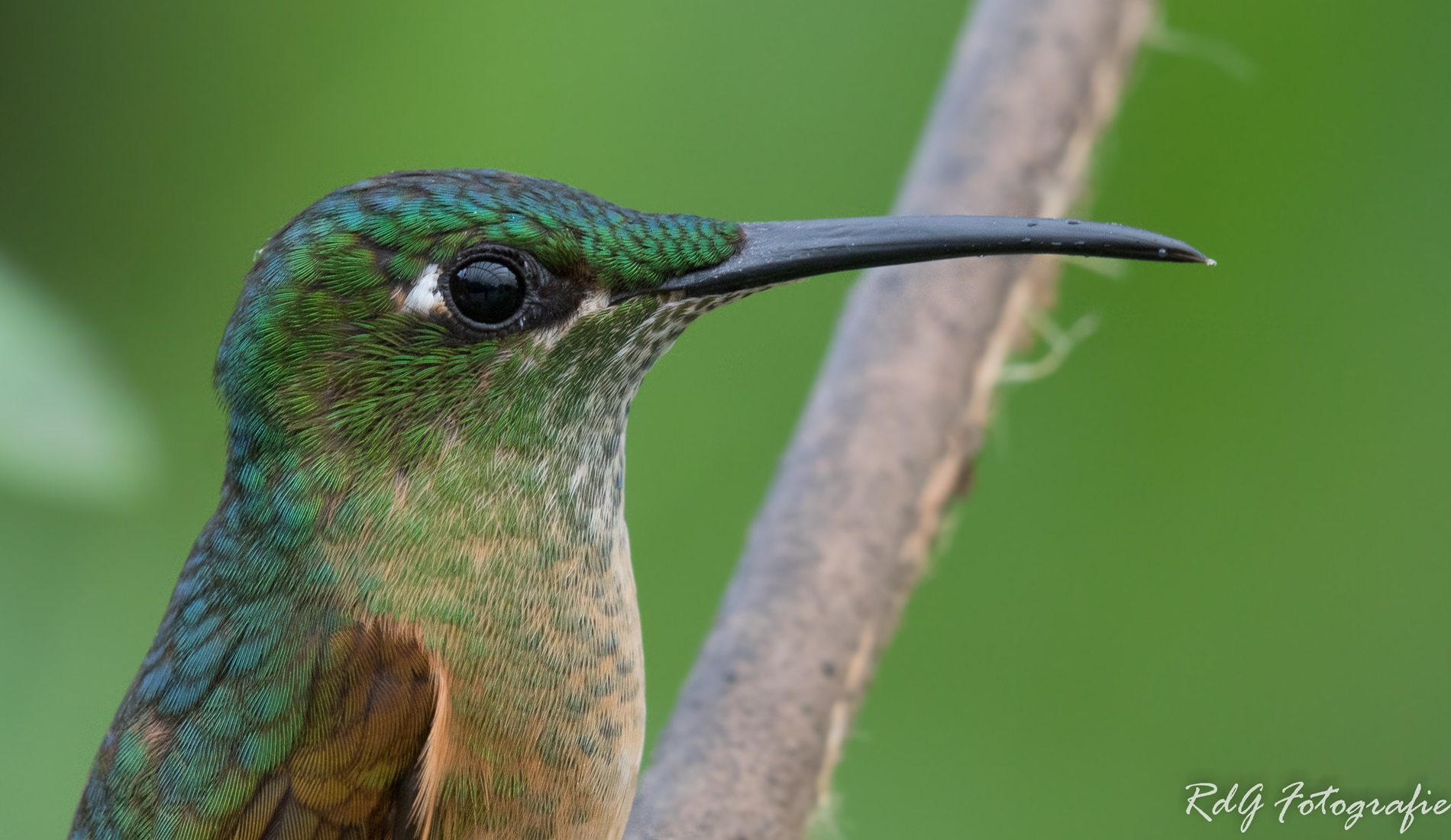 kolibrie ecuador