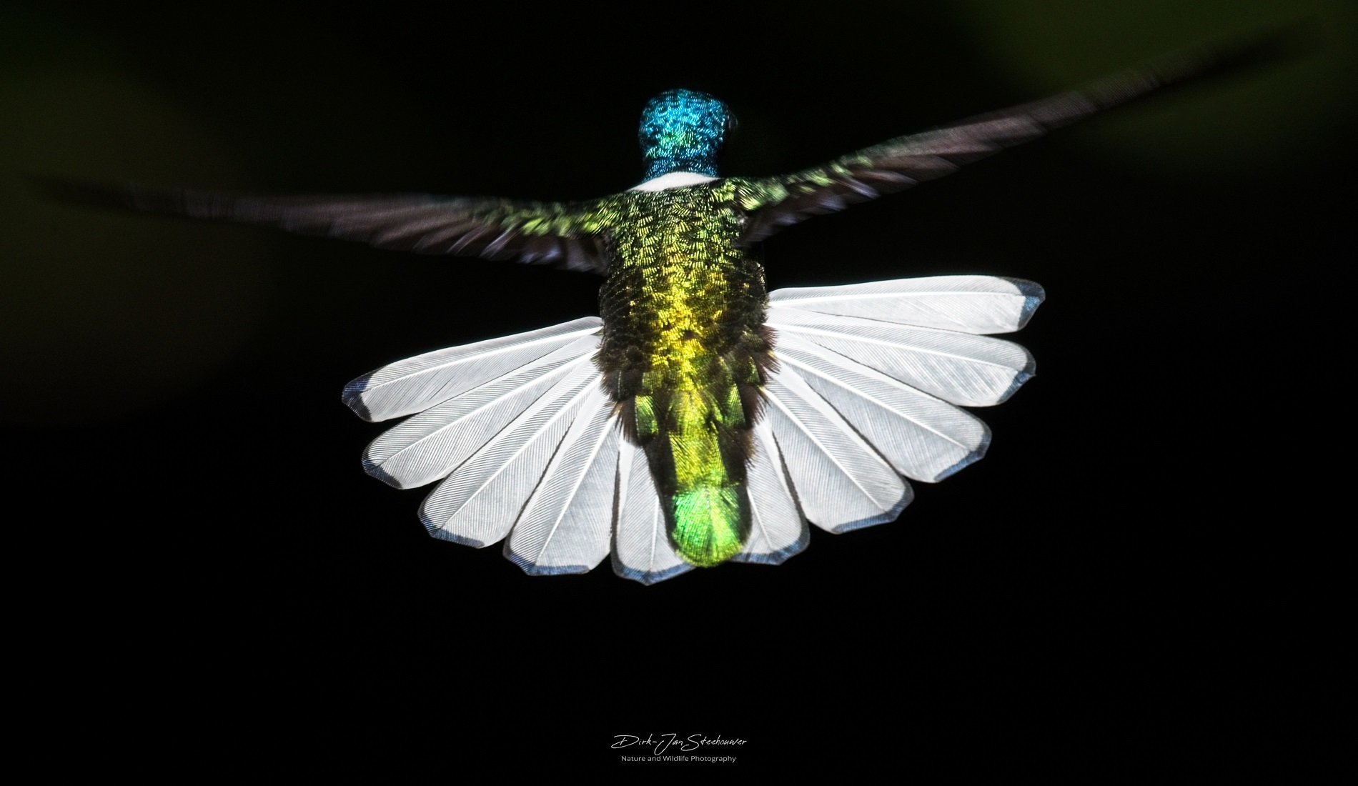 kolibrie fotoreis costa rica