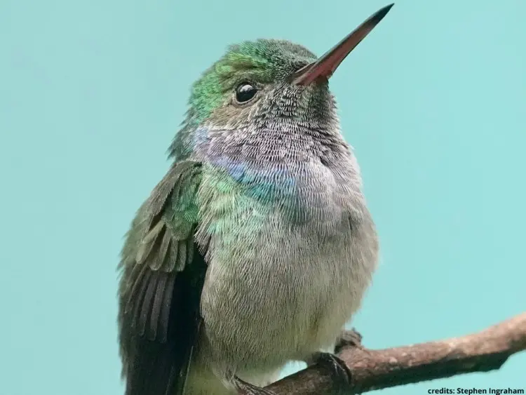 kolibrie panama 1