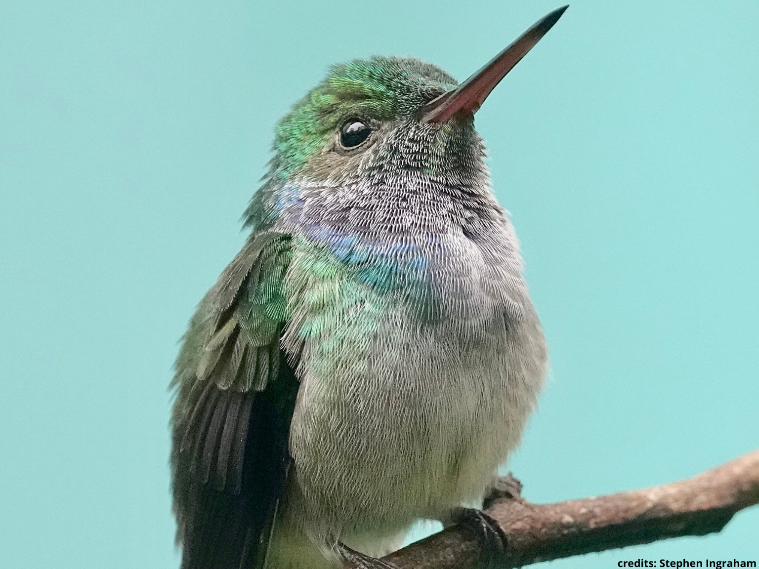 kolibrie panama