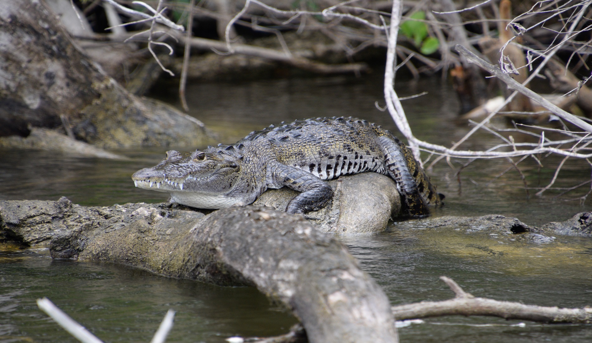 krokodil lamanai 1