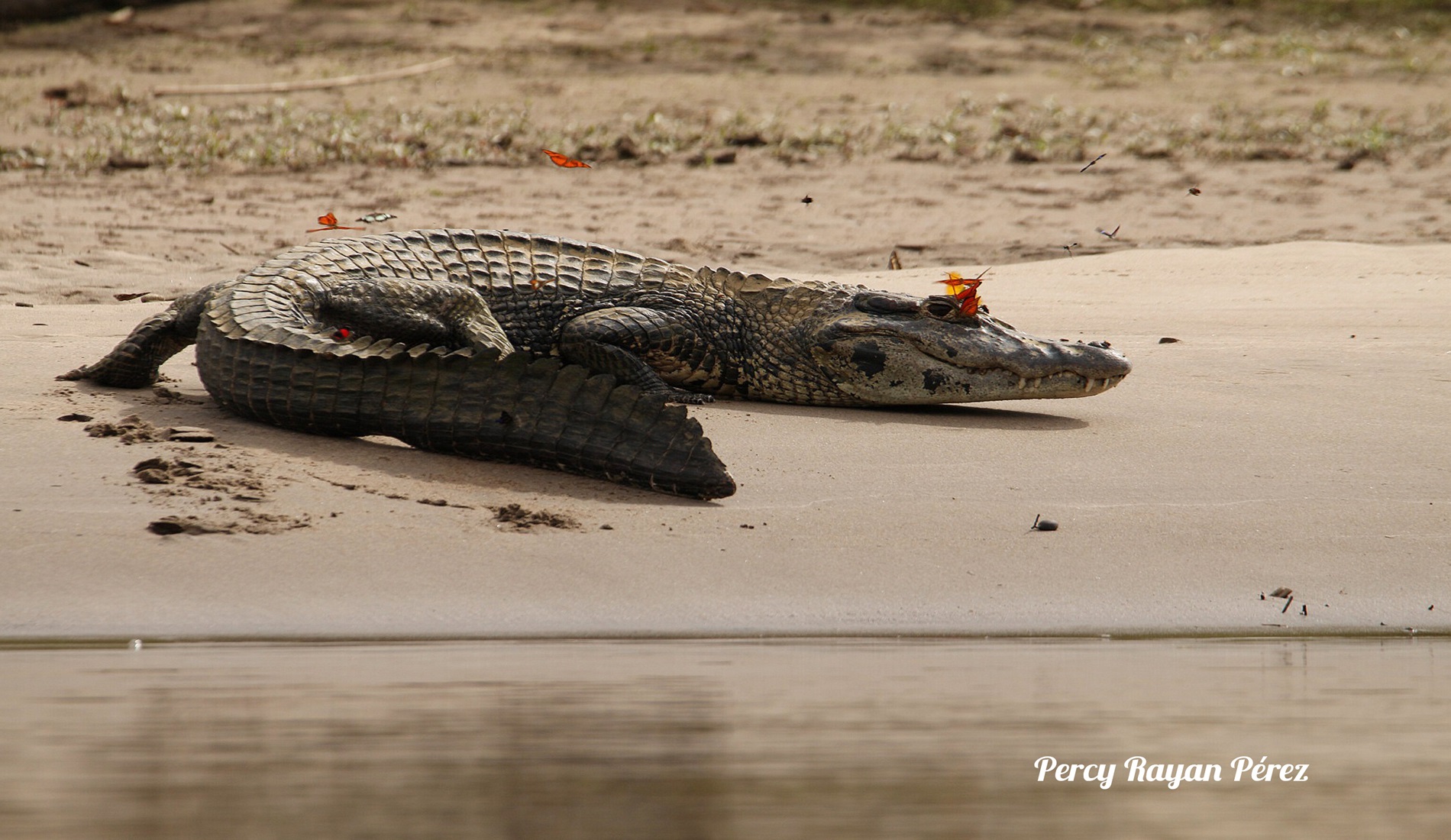 krokodil manu fotografiereis Peru