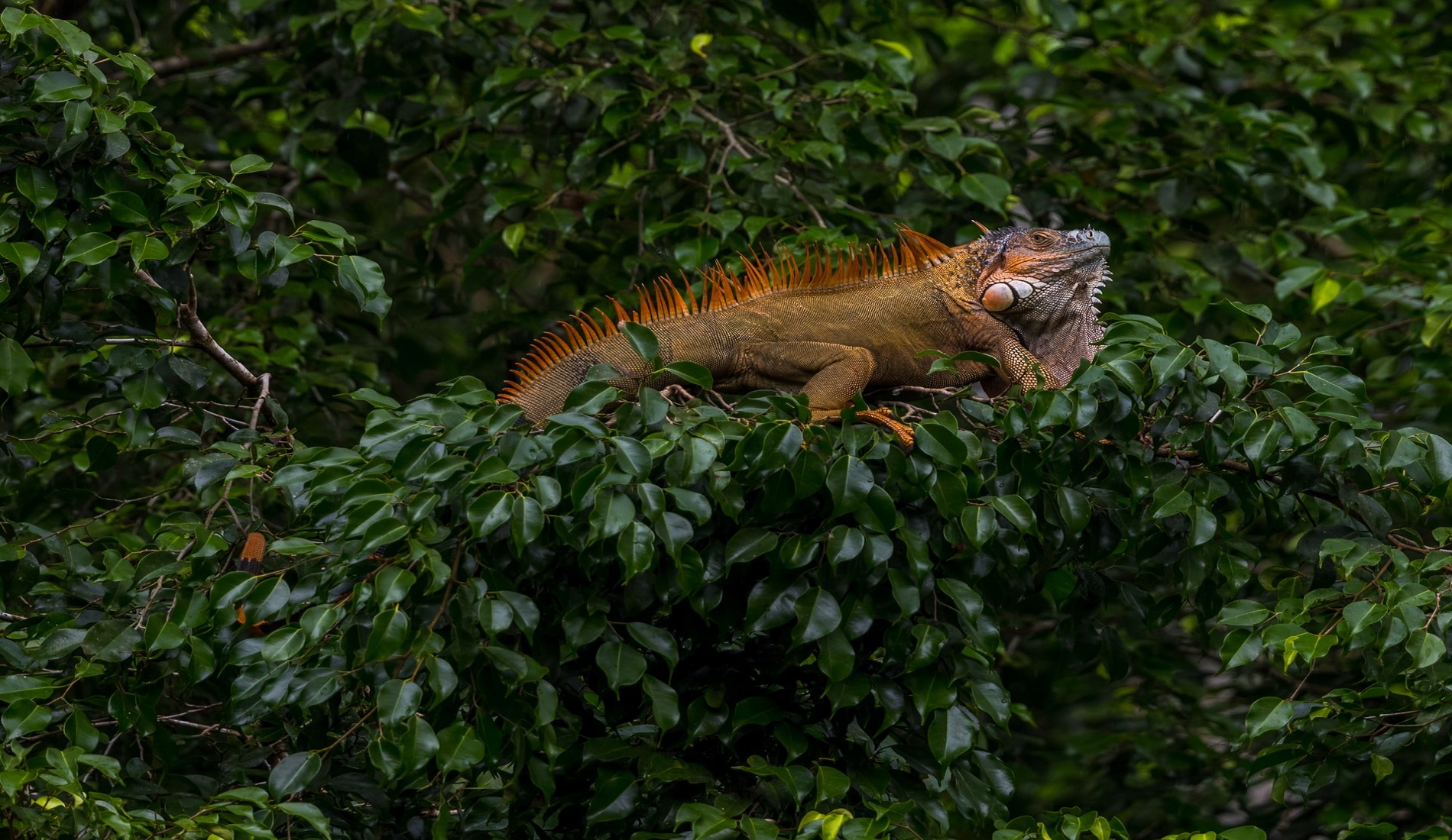 leguaan costa rica