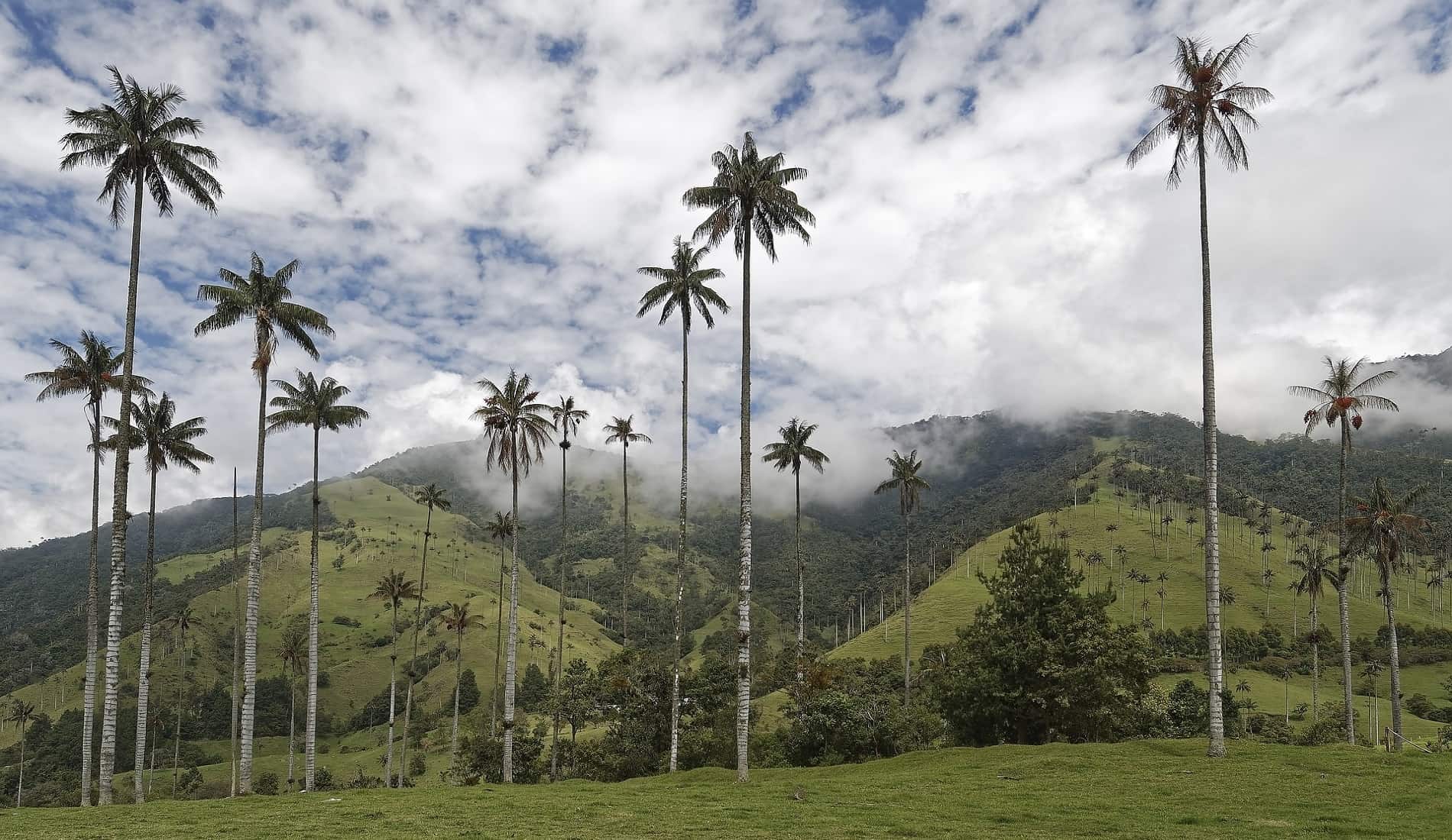 luxe reis colombia valle de cocora